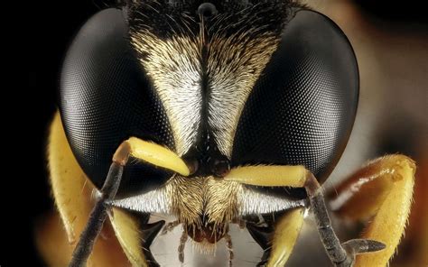 Why is there no such thing as a giant insect? - World Today News