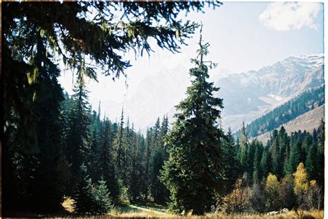 Green Pine Trees Near Mountain · Free Stock Photo