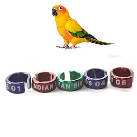 Update More Than 75 Parrot Leg Rings India Latest Vn