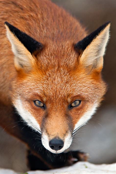 Red Fox Portrait Vulpes Vulpes Uk Flickr