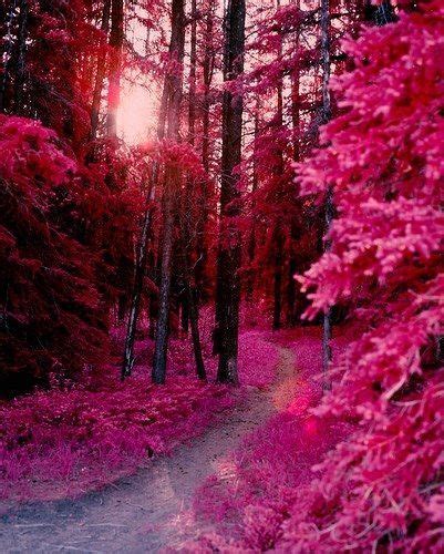 Pink Forest Ireland Landscapeforest Beautiful Nature Pink Forest