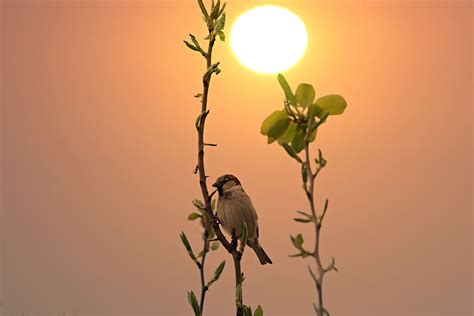 Hd Wallpaper Sparrow Casey Sunrise Birds Rest Vertebrate Animal