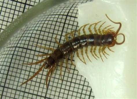 Check out our new videos, posted every wednesday and sunday. Reference guide | The Backyard Arthropod Project