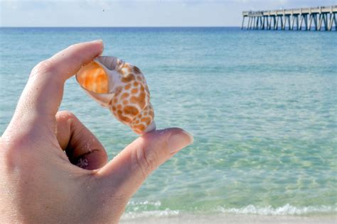 The 5 Best Beaches In Florida For Shells Of All Time Best Beach In