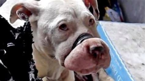 Petition · No More Animals For Baiting And Stop Dog Fighting Now