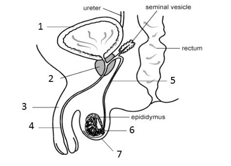 The specific elements of the male and female human. Reproduction Organs - WGHS Junior Science
