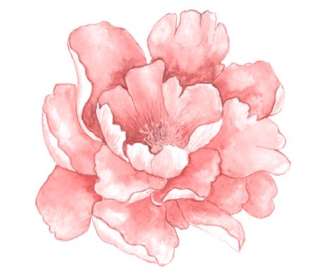 Pink Flower Watercolor Png Idalias Salon