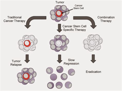 The Scientific Literature Do Cancer Stem Cells Exist Developing