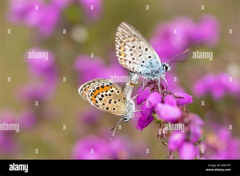 Blue Butterfly Butterflies Hi Res Stock Photography And Images Alamy