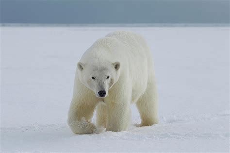 A Female Polar Bear Walks Photograph By Hugh Rose