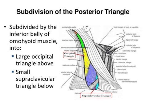 Posterior Triangle Of The Neck