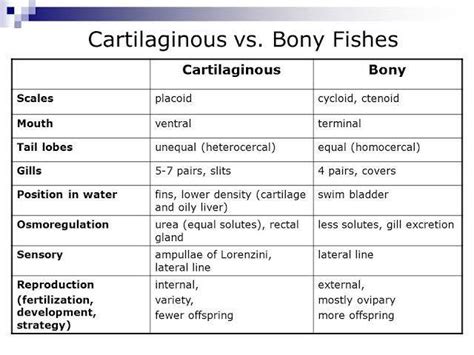 Distinguish Between Cartilagenous Fishes And Bony Fishes