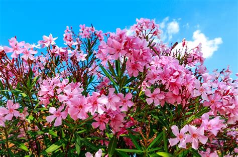26 Gorgeous Pink Flowering Shrubs For Your Garden Tasteandcraze