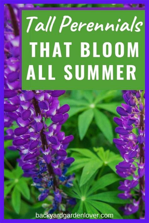 Flowering all through summer and into fall, its flowers can be harvested for making an herbal tea. Stunning Perennials That Bloom All Summer in 2020 | Tall ...