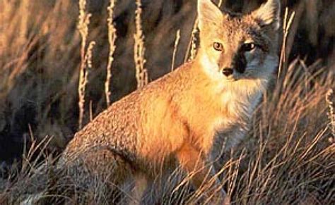 Swift Fox Kits Born At Endangered Wolf Center Stlpr
