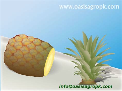 How To Grow A Pineappleoasis Agro Industries Pakistan