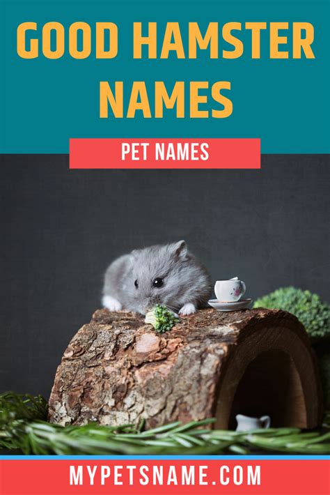 Good Hamster Names Hamster Names Hamster Cool Pet Names