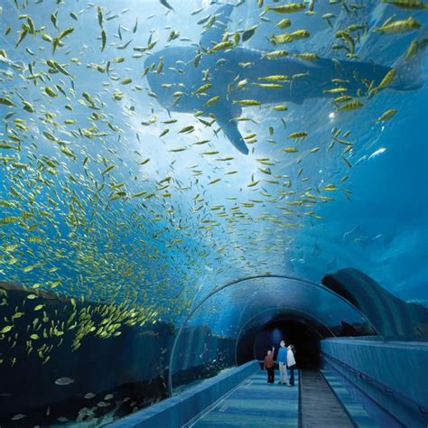 World Visits Georgia Aquarium In United States