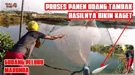 Panen Udang Vanamei Tambak Gudang Peluru Marunda Jakarta Utara Youtube