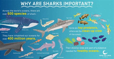 2021 05sosfwhy Are Sharks Importanteng Save Our Seas Foundation