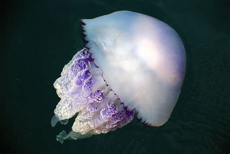 For Swimmers The Complete Guide To Jellyfish Jellyfish Repellent