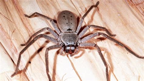 Huntsman Spiders How To Get Rid Of Them Gold Coast Bulletin