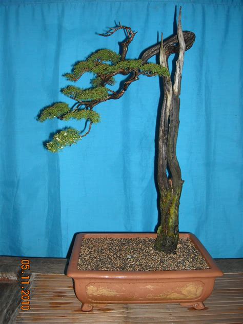 Cucur atap merupakan pokok yg paling saya minati. Mat Yie Garden: MY BONSAI COLLECTION