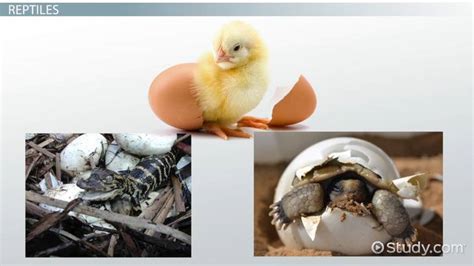 Animals That Hatch From Eggs Lesson For Kids Lesson