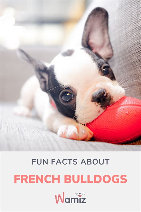 Looking For French Bulldog Facts We Have All The Need To Know Info On