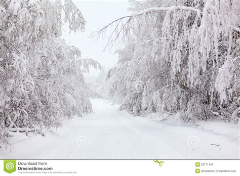 Beautiful Country Winter Road Stock Image Image Of Pine