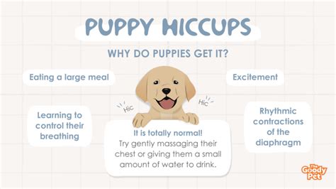 Are Puppy Hiccups Normal