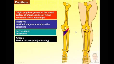 Magdy Said Anatomy Serieslower Limbpopliteal Fossapopliteal Artery