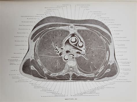 A Cross Section Anatomy By Eycleshymer Albert C And Daniel M