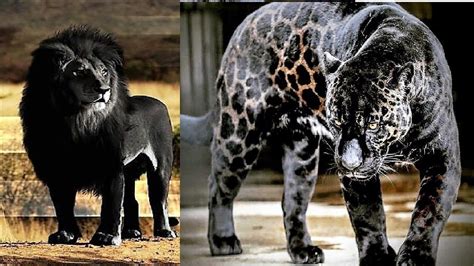 17 Rare Hybrid Animals Which Exist Today Youtube