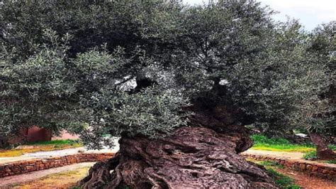 The Oldest Olive Tree In The World Is In Greece Not In Palestine Misbar