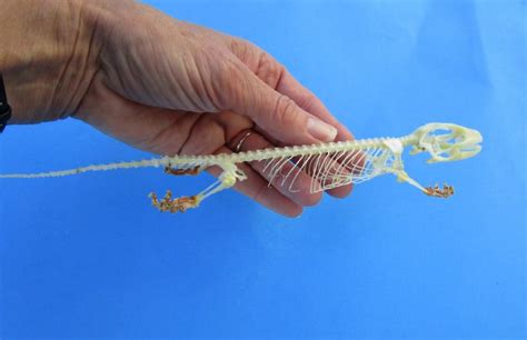 Gecko Bone Anatomy