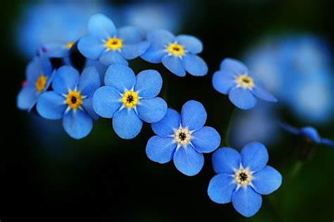 Consignment and resale in brandon, ms has never been easier! Forget-Me-Not or Myosotis Sylvatica Flower | Charismatic ...