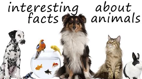 Facts about animals helps kids explore the world of animals. Amazing Facts About Animals For Kids | 5 Mind Blowing ...