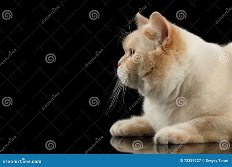 Closeup Beige British Shorthair Cat Lying Looking Up Isolated Black