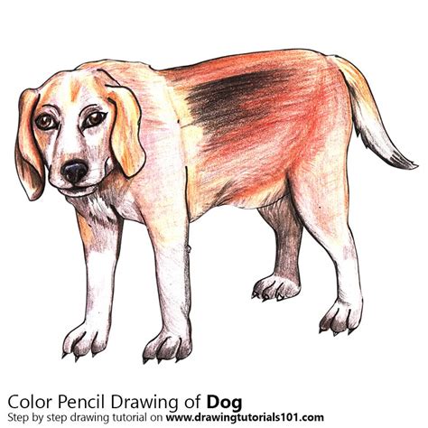 Find all of the supplies i used in this. Dog Colored Pencils - Drawing Dog with Color Pencils ...