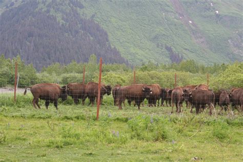 Wood Bison Alaskan Reintroduction Safari Club International Foundation