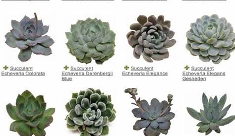 Succulents Names And Images