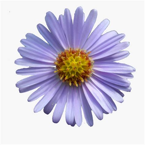 Aster Flower Clipart 10 Free Cliparts Download Images On Clipground 2024