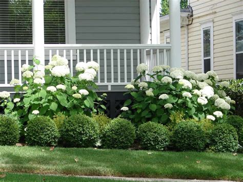 Foundation Planting 16 Best Foundation Plants And Design Ideas