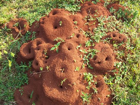 Formigueiro De Terra Vermelha As Formigas Para Mim São Ins Flickr