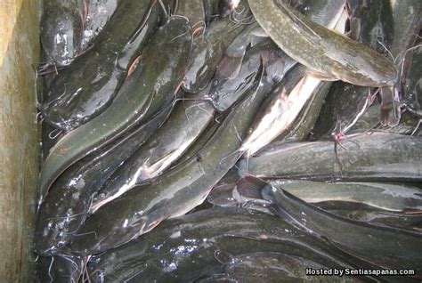 Badong terbesar di malaysia 15kg. Jenis Dan Spesis Ikan Keli Di Malaysia - SENTIASAPANAS