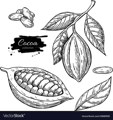 Cocoa Superfood Drawing Set Isolated Hand Vector Image