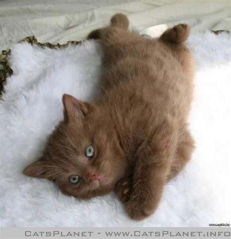 British Shorthair Cinnamon Kitten Cute Animals