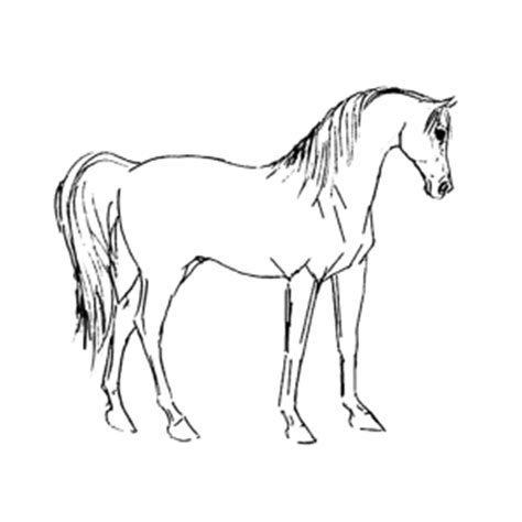 Tekening paard luxe kleurplaat paard fries kleurplatena4wnload. Kleurplaat van een paard printen → Leuk voor kids