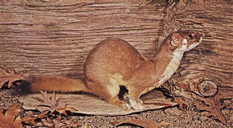 Weasel Mustelidae Habitat And Adaptations Britannica